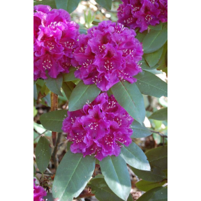 Rhododendron x 'Jonathan Shaw' - Jonathan Shaw Rhododendron