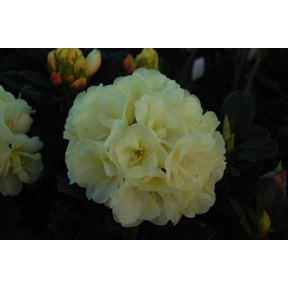 Rhododendron x 'Lemon Dream' - Lemon Dream Rhododendron
