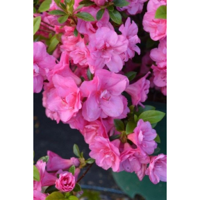 Rhododendron x 'Lorna' - Lorna Rhododendron