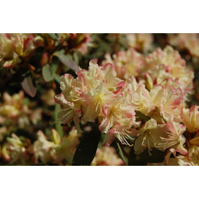 Rhododendron x 'Mary Flemming' - Mary Flemming Rhododendron