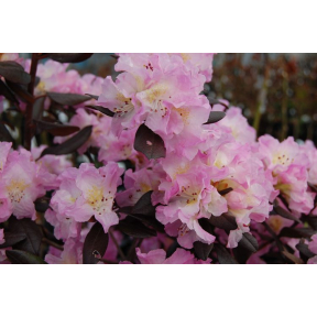 Rhododendron x 'Midnight Ruby' - Midnight Ruby Rhododendron