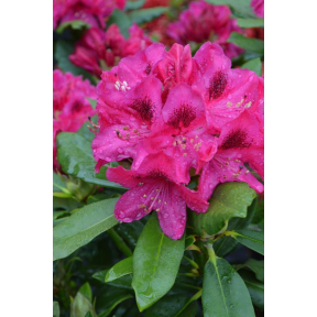 Rhododendron x 'Nova Zembla' - Nova Zembla Rhododendron