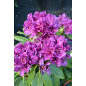 Rhododendron x 'Polarnacht'  - Polarnacht Rhododendron