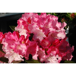 Rhododendron x 'Solidarity' - Solidarity Rhododendron