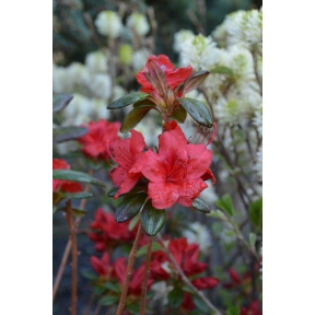 Rhododendron x 'Stewartstowniana'  - Stewartstownian Rhododendron