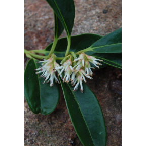 Sarcococca hookeriana var. humilis  - Sweetbox
