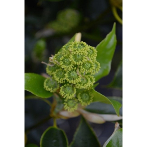 Trochodendron arailioides - Wheel Tree