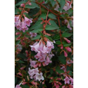 Abelia x grandiflora  - Glossy Abelia