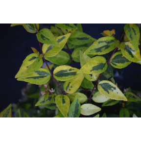 Abelia x grandiflora 'Francis Mason' - Francis Mason Glossy Abelia