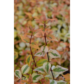 Abelia x grandiflora 'Kaleidoscope' PP 16988  - Kaleidoscope Glossy Abelia