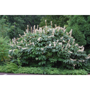 Aesculus parviflora - Bottlebrush Buckeye