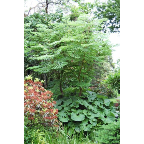 Aralia elata - Devil's Walking Stick