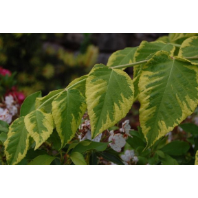 Aralia elata 'Aureovariegata' - Gold Variegated Devil's Walking Stick