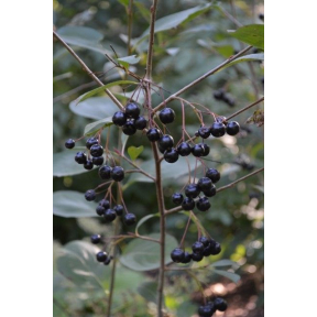 Aronia melanocarpa - Black Chokeberry