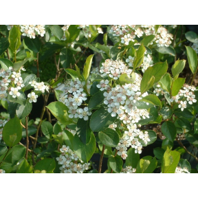 Aronia melanocarpa 'Autumn Magic' - Autumn Magic Black Chokeberry