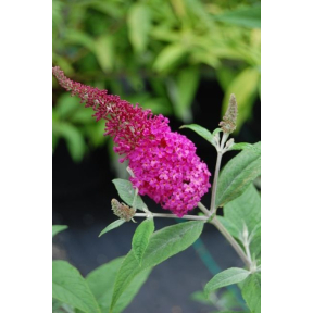 Buddleja x 'Miss Ruby'  PP 19950  - Miss Ruby Hybrid Butterfly Bush