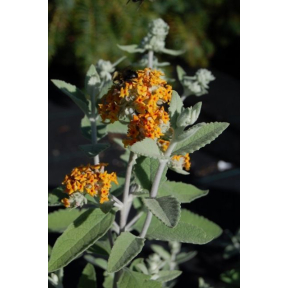 Buddleja davidii 'Podaras #3' PP 22081 - Tangerine Dream Butterfly Bush