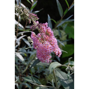 Buddleja davidii 'Podaras #5'  Flutterby Grande