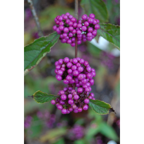 Callicarpa bodinieri var. giraldii 'Profusion' - Profusion Bodinier Beautyberry 