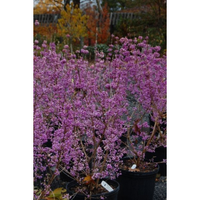 Callicarpa japonica 'Heavy Berry' - Heavy Berry Japanese Beautyberry 