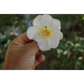 Calycanthus chinensis - Chinese Wax Shrub