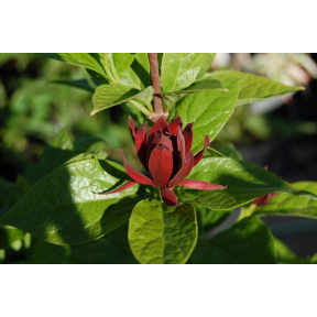 Calycanthus floridus - Sweetshrub