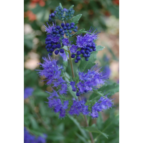 Caryopteris x clandonensis - Blue Mist Shrub