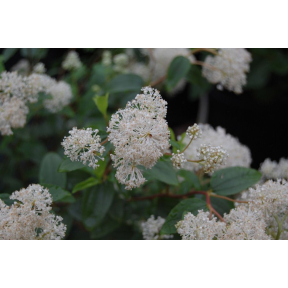 Ceanothus americanus - New Jersey Tea