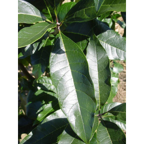 Chionanthus virginicus 'Emerald Knight' - Emerald Knight White Fringetree