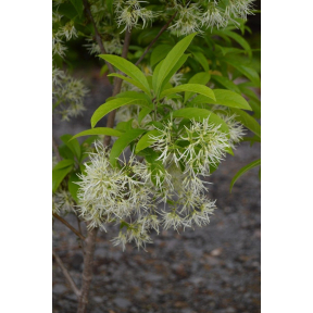 Chionanthus virginicus 'Spring Fleecing' - Spring Fleecing White Fringetree