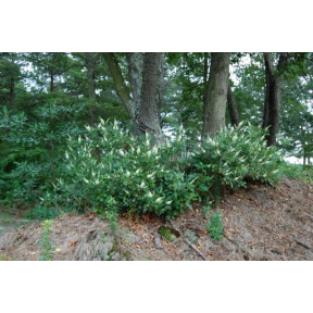 Clethra alnifolia - Summersweet Clethra