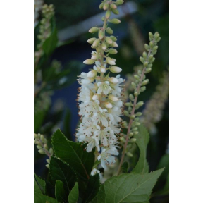 Clethra alnifolia 'Caleb' PP 21589 - Caleb Summersweet Clethra