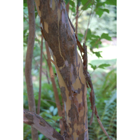 Clethra barbinervis - Japanese Clethra