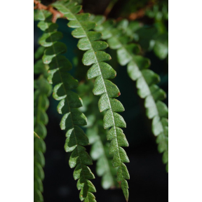 Comptonia peregrina - Sweet Fern