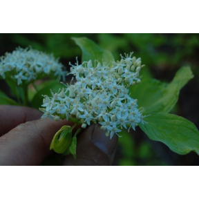 Cornus alba - Tatarian Dogwood