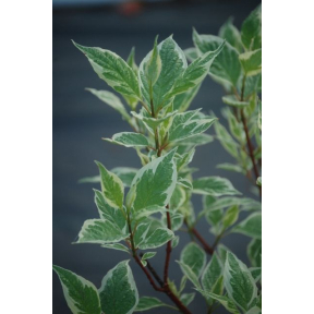 Cornus alba 'Elegantissima'  - Variegated Tatarian Dogwood