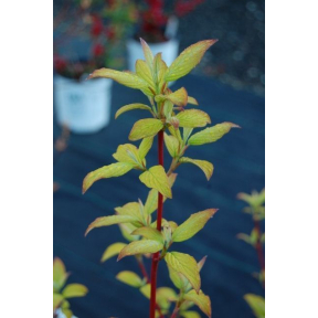 Cornus alba 'Sunshine' - Sunshine Golden Tatarian Dogwood