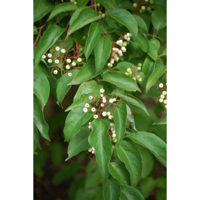 Cornus racemosa - Gray Dogwood