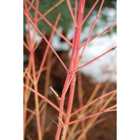 Cornus sanguinea 'Midwinter Fire' - Midwinter Fire Bloodtwig Dogwood