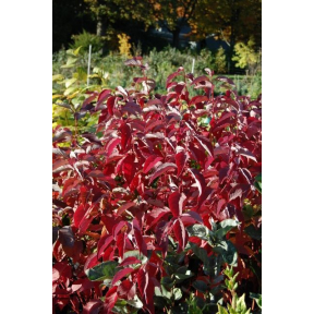 Cornus sericea 'Baileyi' - Baileyi Red Osier Dogwood