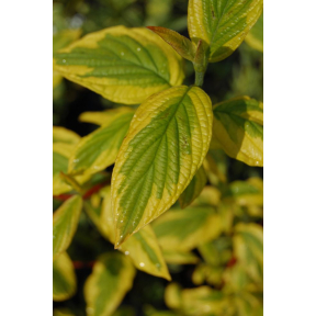 Cornus sericea 'Hedgerows Gold' - Hedgerows Gold Red Osier Dogwood