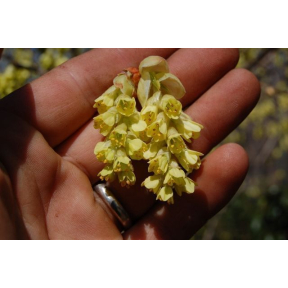 Corylopsis glabrescens - Fragrant Winterhazel