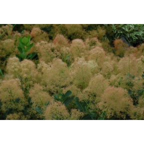 Cotinus coggygria - Smokebush