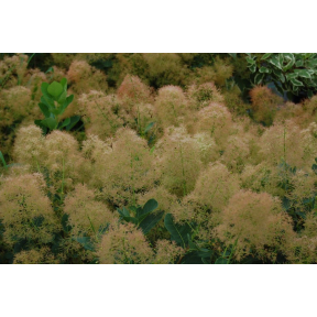 Cotinus coggygria 'Young Lady' - Young Lady Smoke Bush