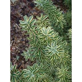 Daphne x burkwoodii 'Carol Mackie'   - Carol Mackie Burkwood Daphne