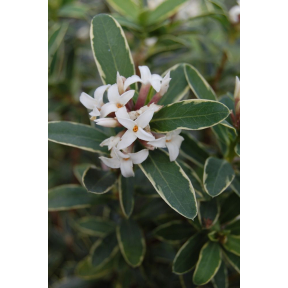 Daphne x transatlantica 'Summer Ice'   - Summer Ice Daphne
