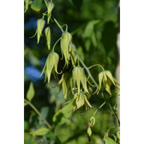 Decaisnea fargesii  - Dead Man's Fingers