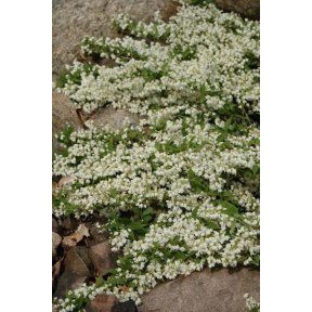 Deutzia gracilis - Slender Deutzia