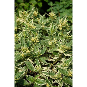 Diervilla sessilifolia 'LPDC Podaras' Cool Splash™ PP 19391 - LPDC Podaras Southern Bush Honeysuckle