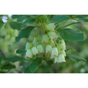 Enkianthus campanulatus 'Renoir' - Renoir Redvein Enkianthus